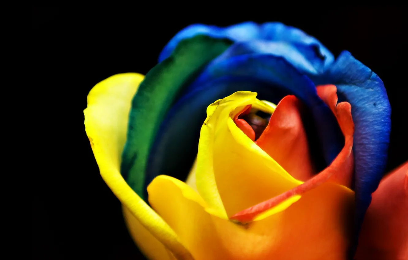 Фото обои краски, роза, радуга, лепестки