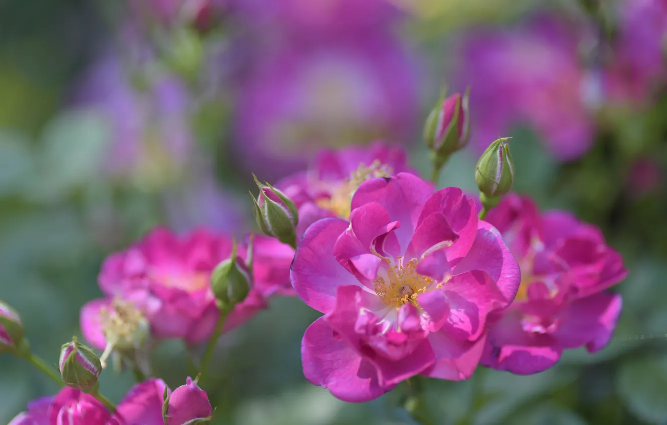 Фото обои макро, розы, лепестки, розовые, боке, бутончики