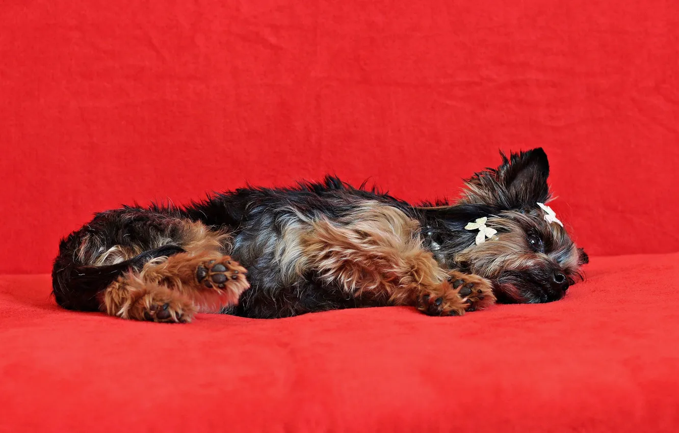 Фото обои фон, девочка, щенок, бантик