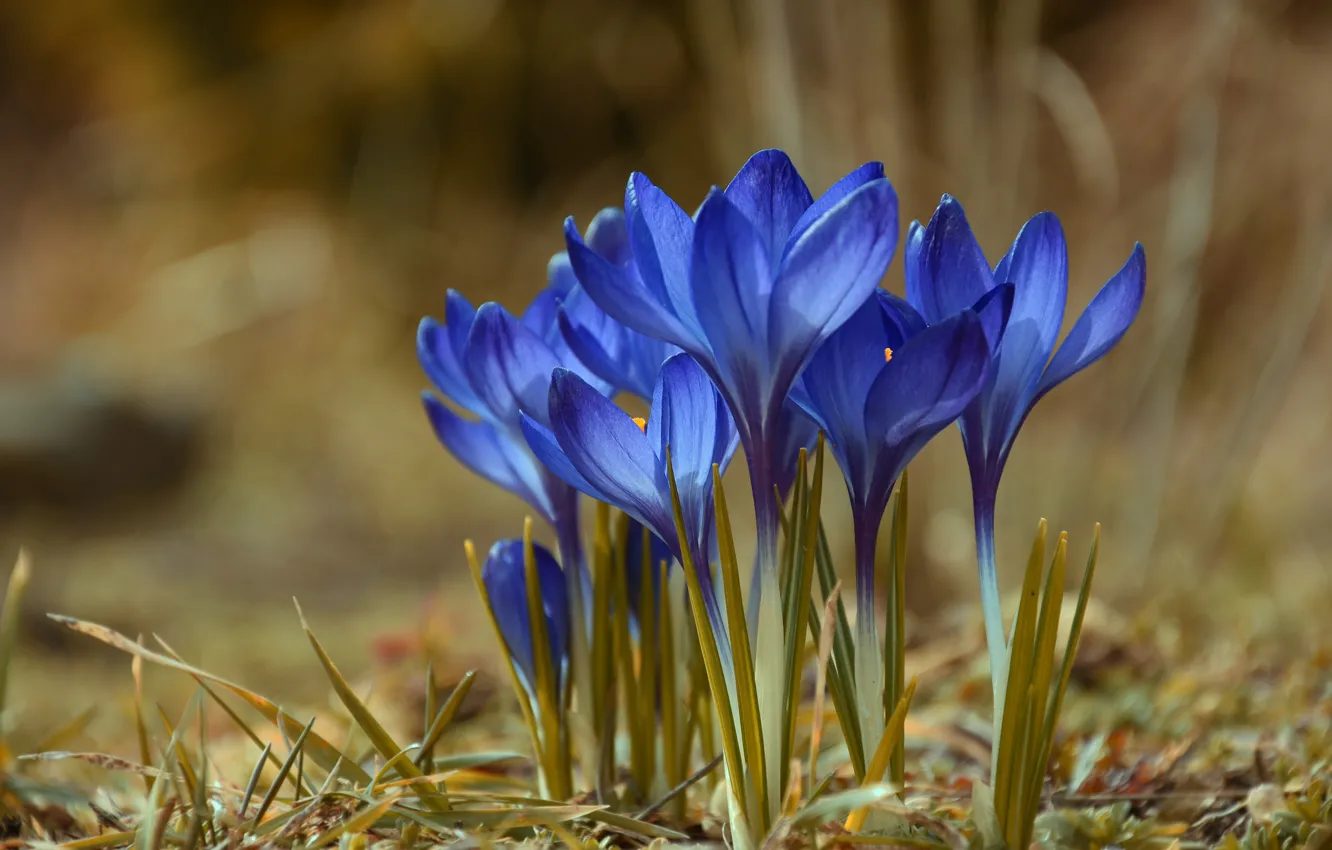 Фото обои цветы, весна, крокусы, синие, боке