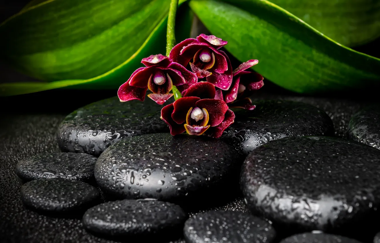 Фото обои капли, камни, ветка, орхидея, - Ok