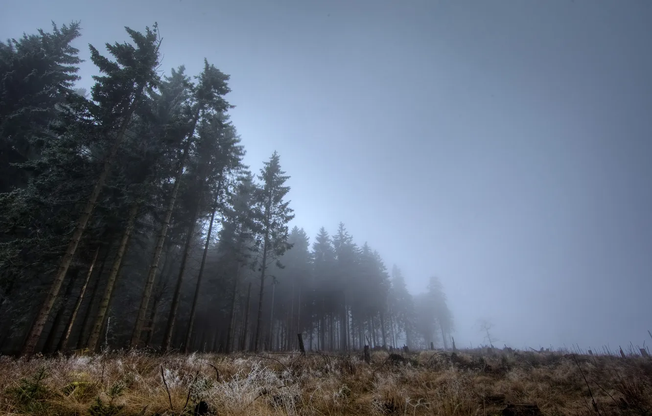 Фото обои лес, туман, сумерки