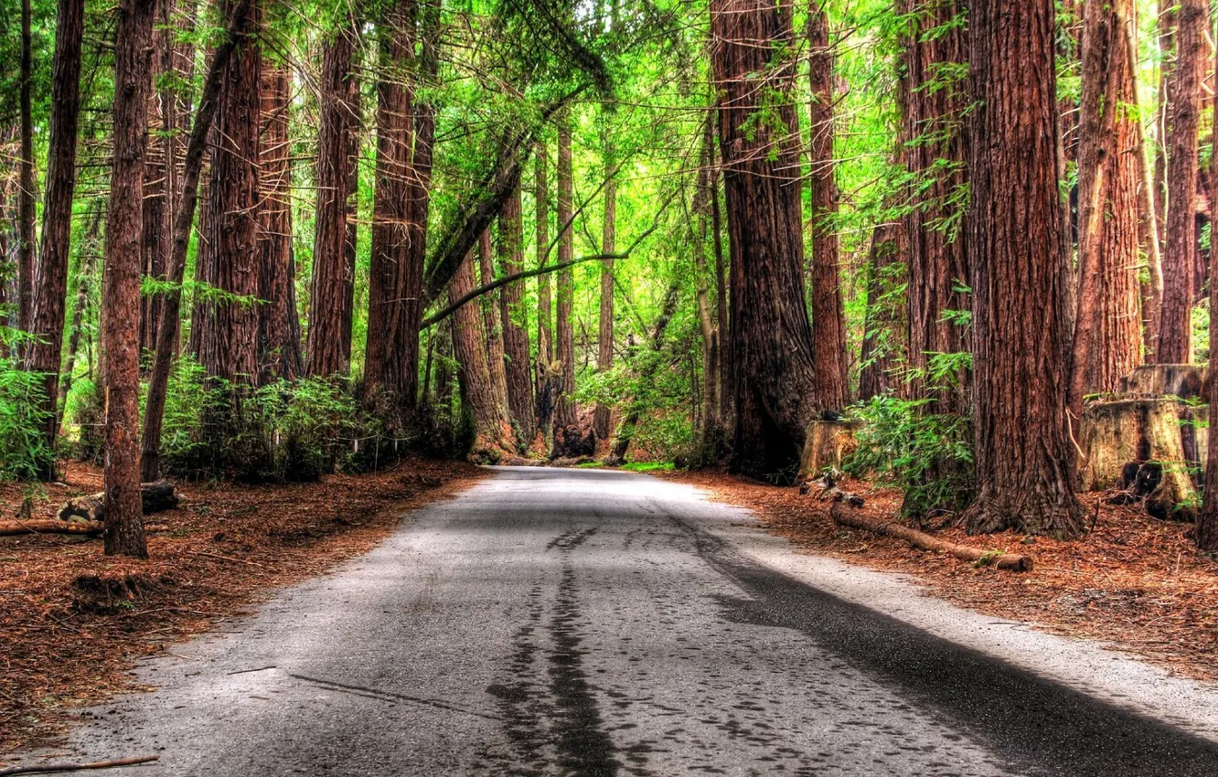 Фото обои дорога, лес, деревья, природа, фото, обои, романтика