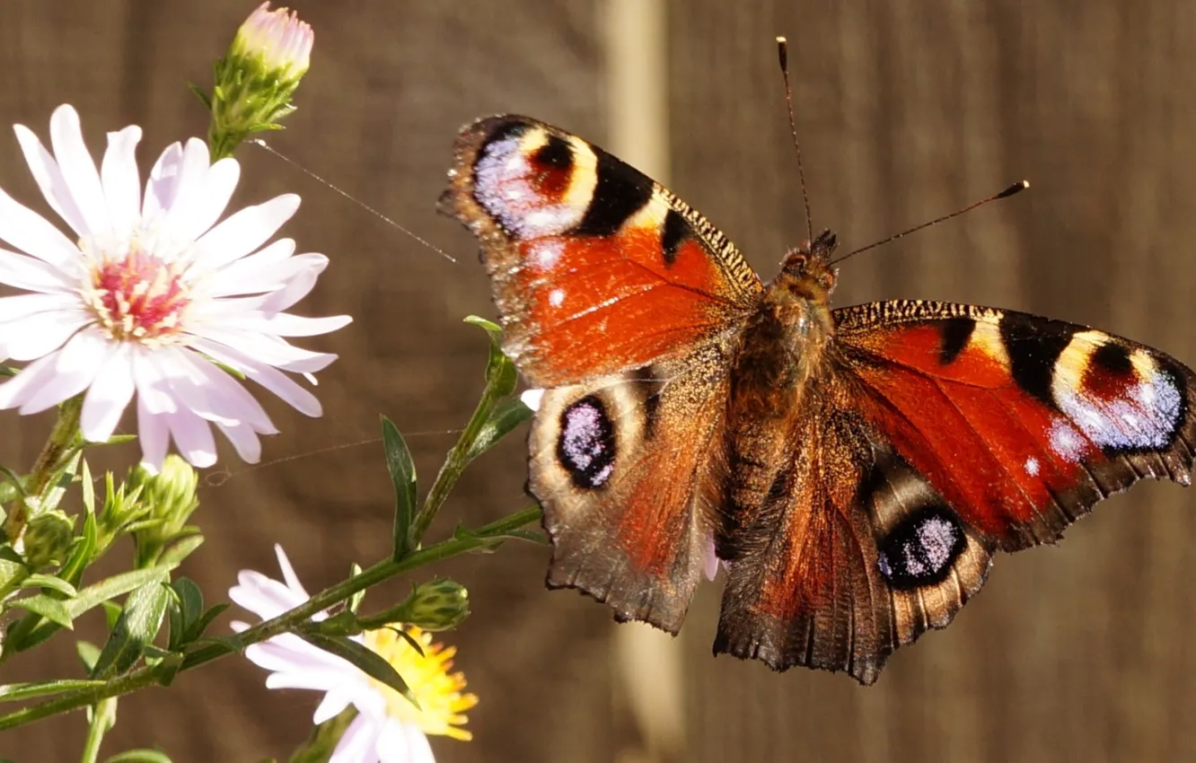 Фото обои flower, butterffy, colr