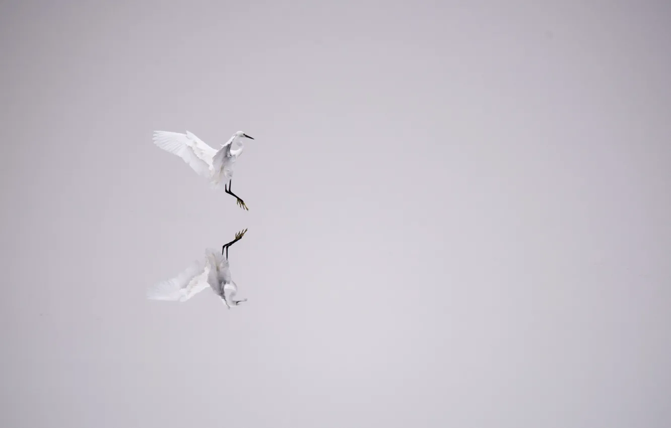 Фото обои lake, landing, reflection, mirror, egret