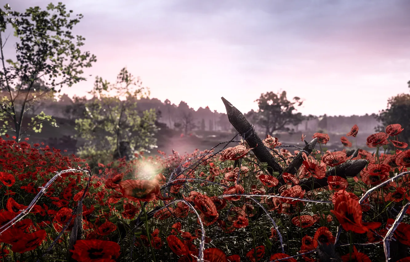 Фото обои природа, мак, колючая проволока, Electronic Arts, Battlefield 1