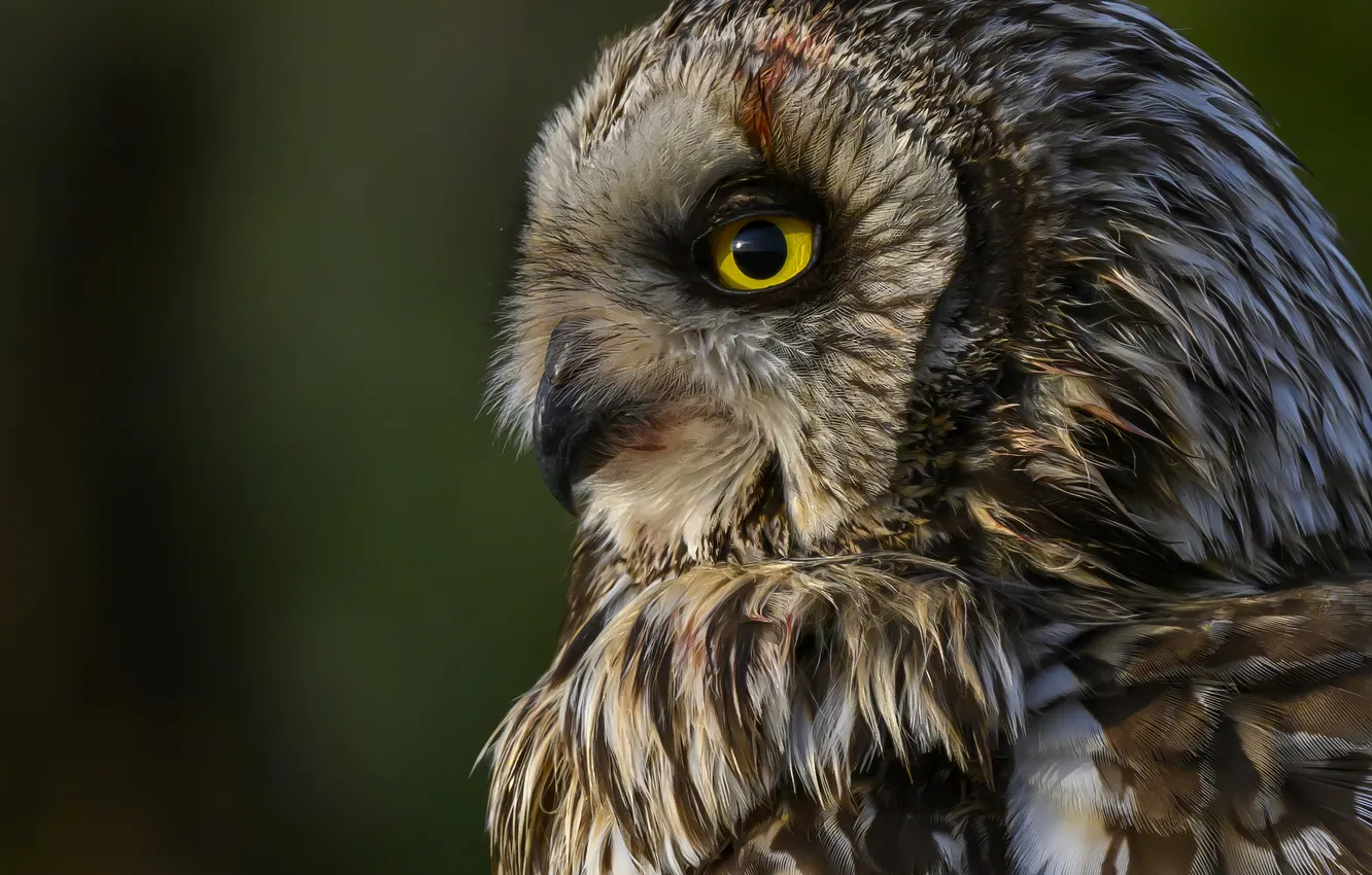 Фото обои eyes, predator, owl
