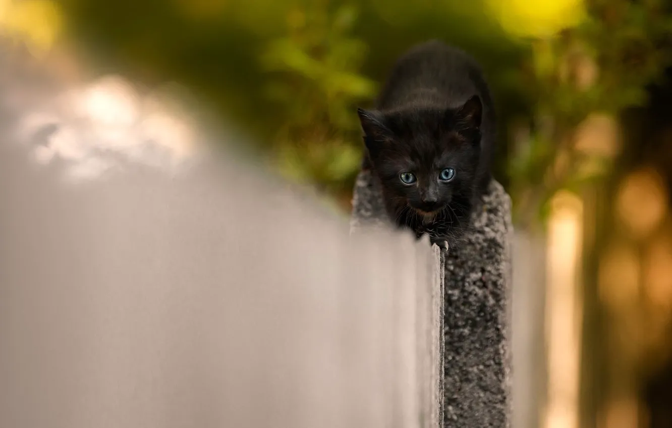 Фото обои кошка, котенок, фон, черный, забор, маленький, мордочка, герой