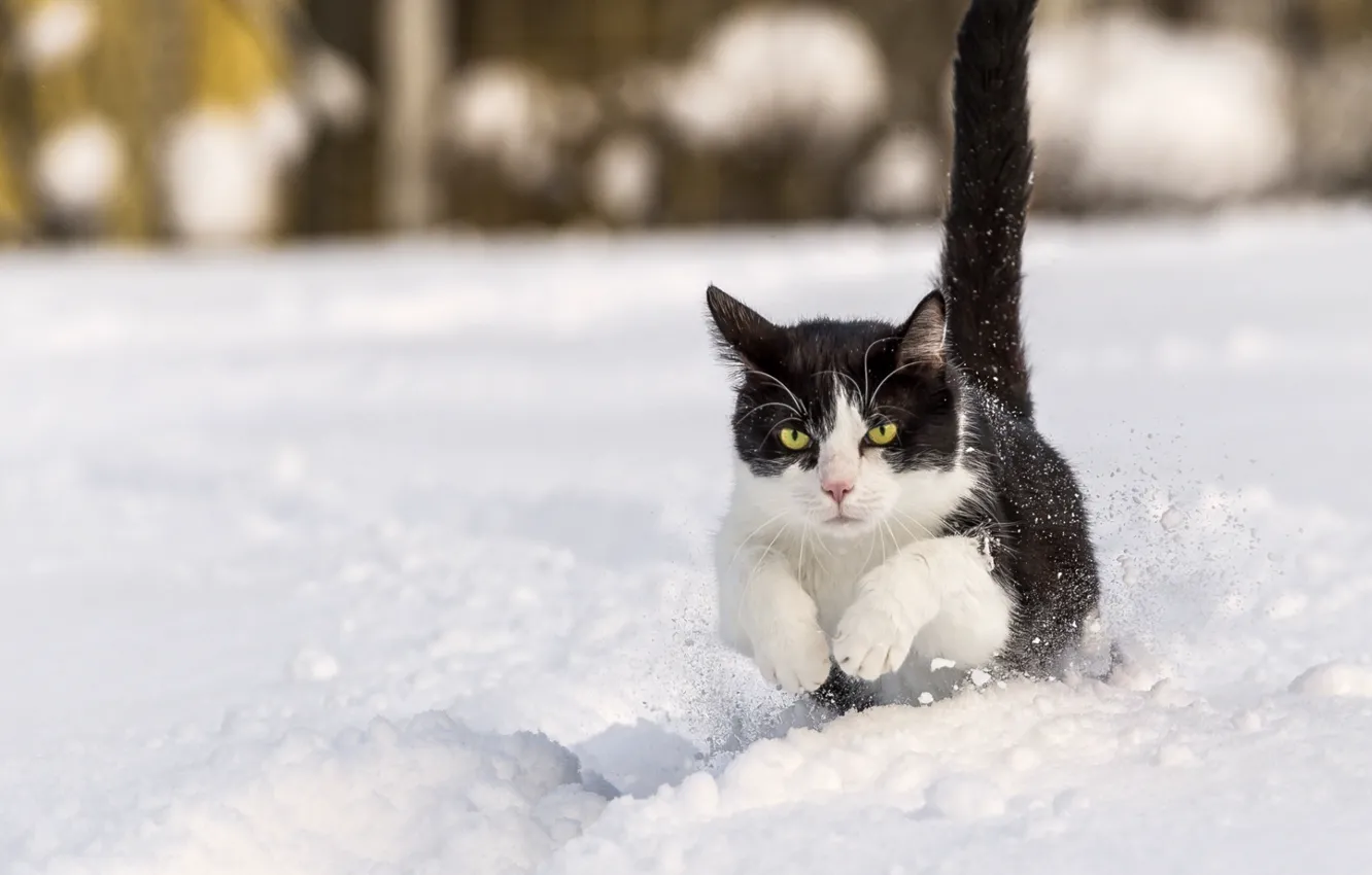 Фото обои кот, животное, Про