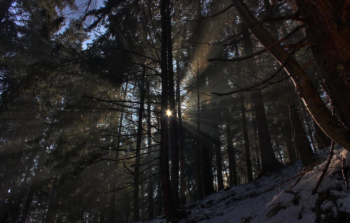 Фото обои зима, лес, солнце, лучи, свет, снег, деревья, природа
