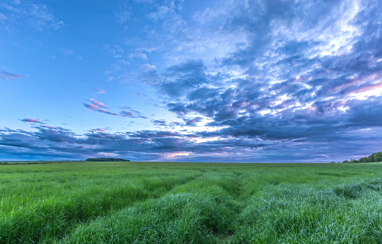 Фото обои поле, лето, небо, трава, облака, луг, простор