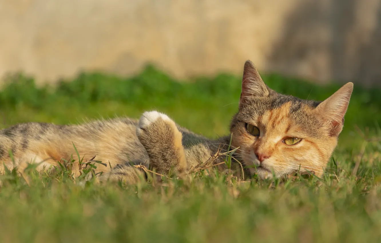 Фото обои кошка, трава, кот, отдыхает