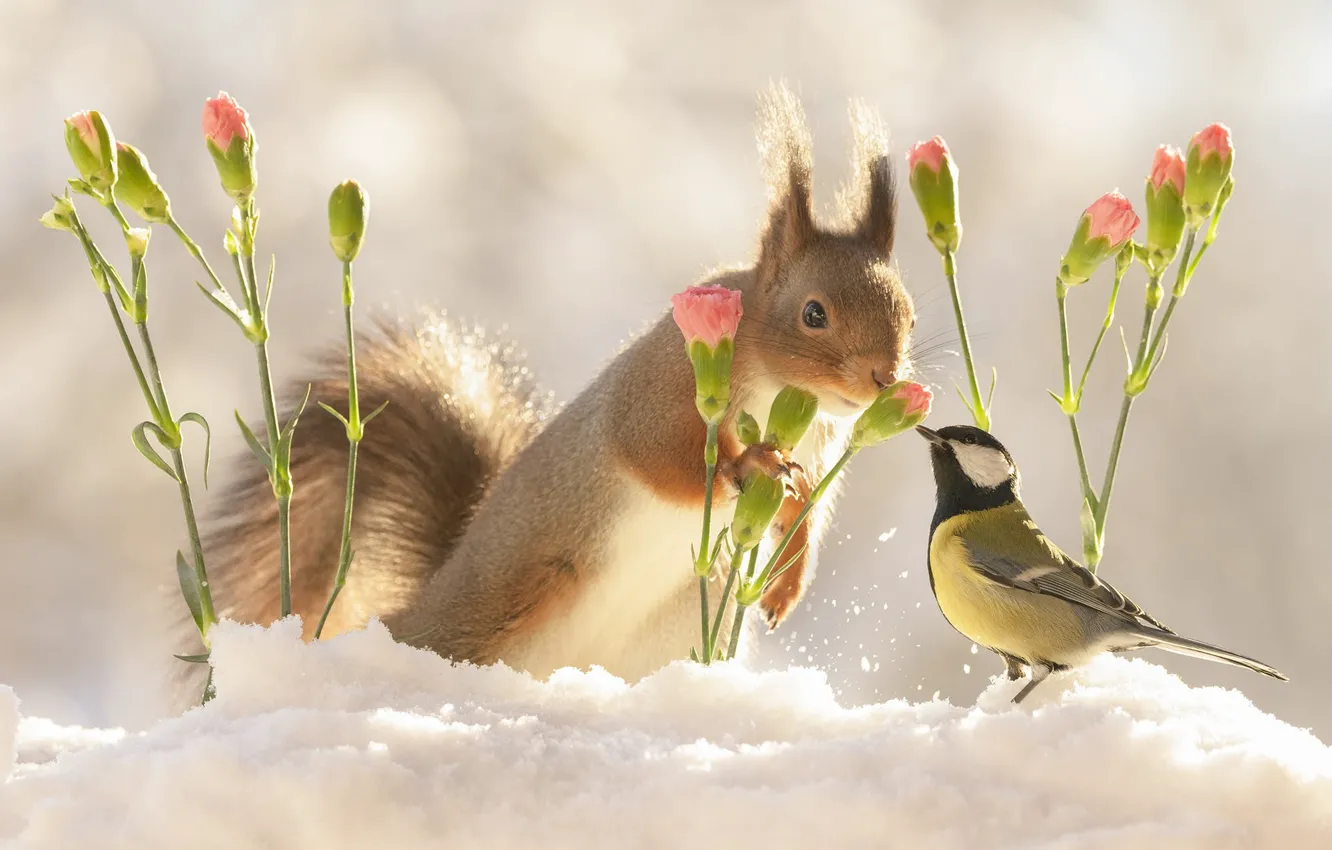 Фото обои зима, свет, снег, цветы, природа, поза, птица, белка