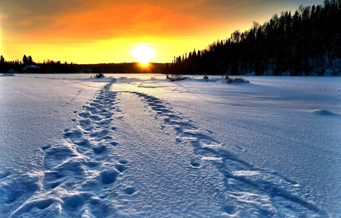 Фото обои зима, поле, солнце, снег, деревья, закат, следы, Alain Audet