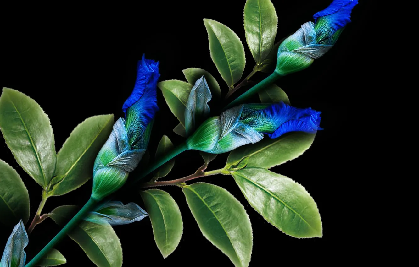 Фото обои blue, plant, petals, iris