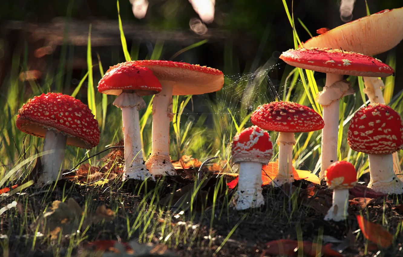 Фото обои грибы, Art, Рендеринг, mushrooms, dan woje