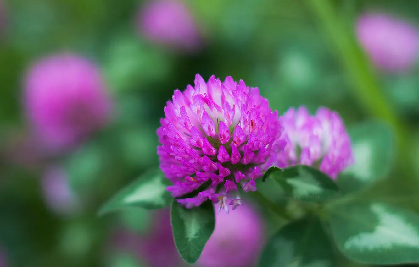 Фото обои flower, macro, bokeh, clover