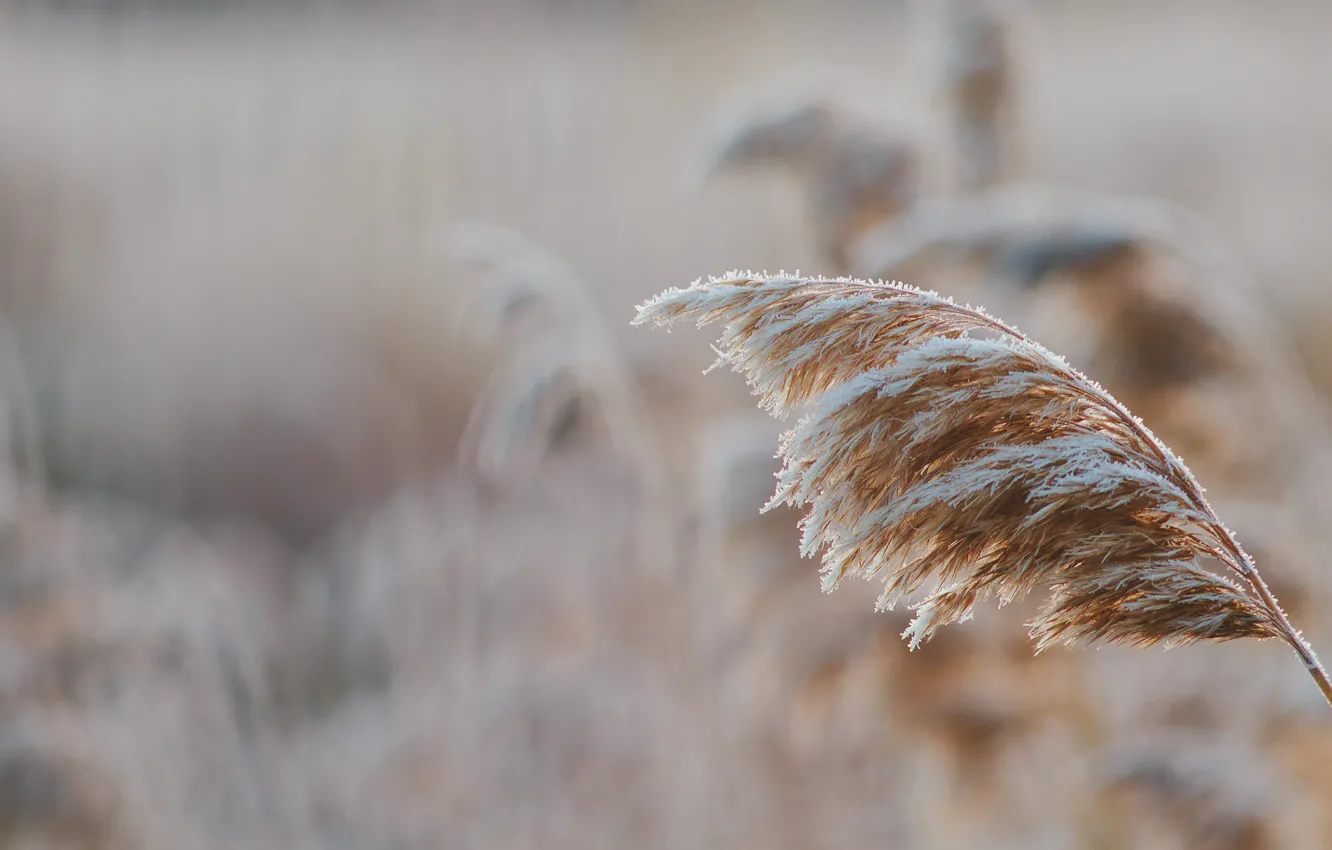 Фото обои холод, зима, иней, трава, снег, рассвет, мороз