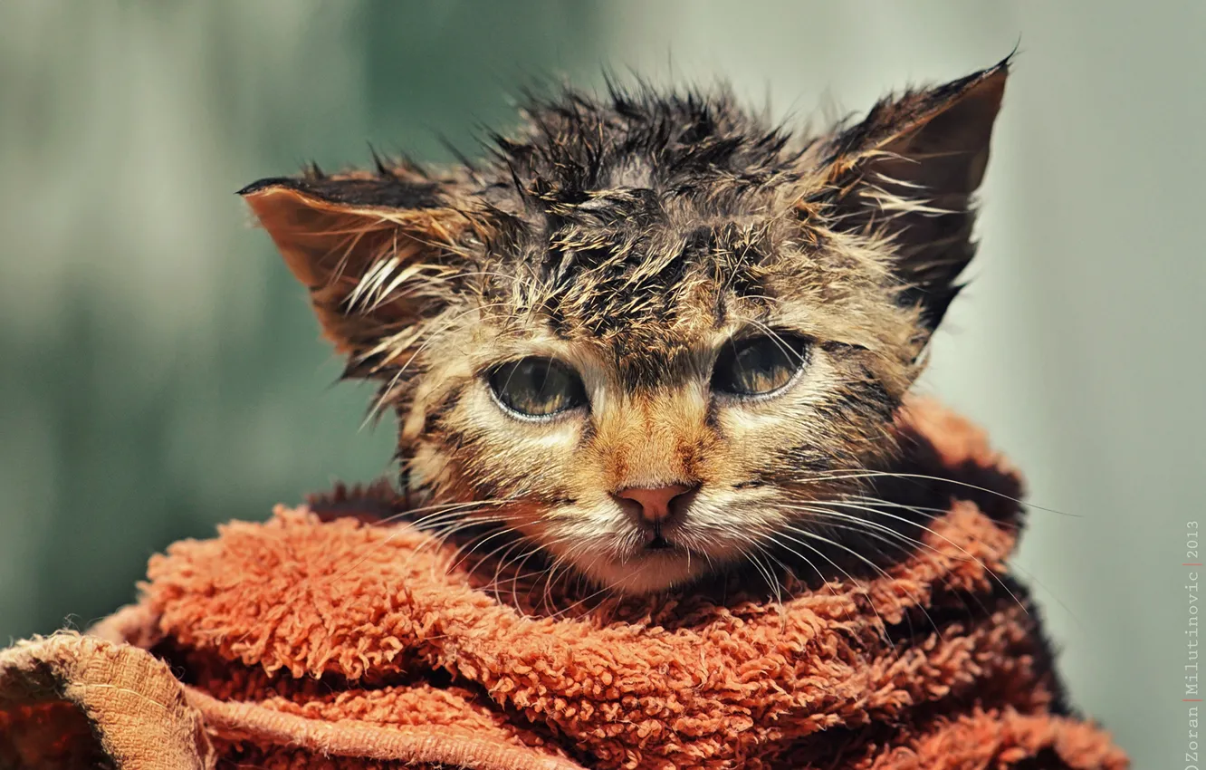 Фото обои мокрый, полотенце, котёнок, взъерошенный, by Zoran Milutinovic