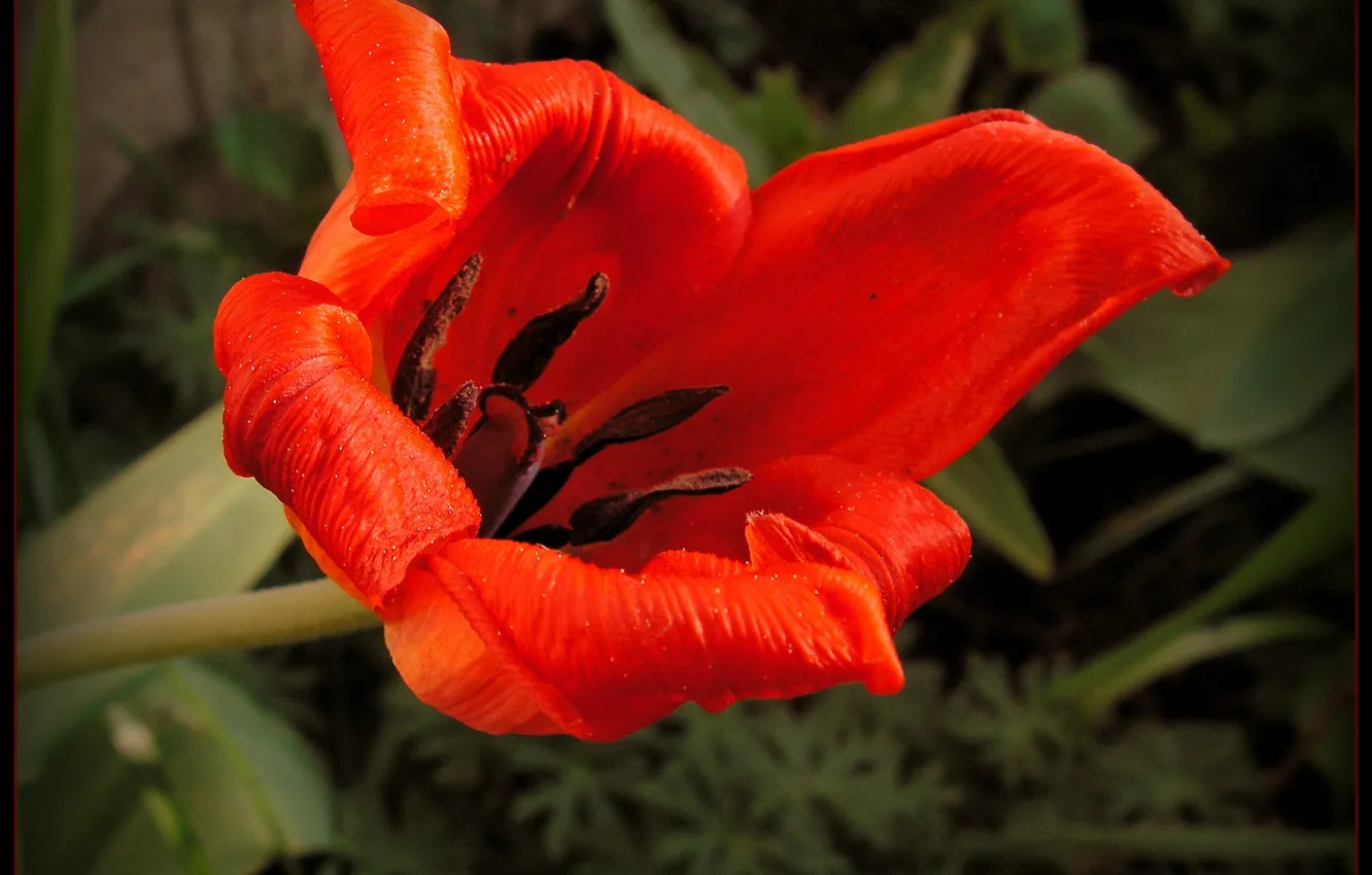 Фото обои Весна, Spring, Red tulip, Красный тюльпан