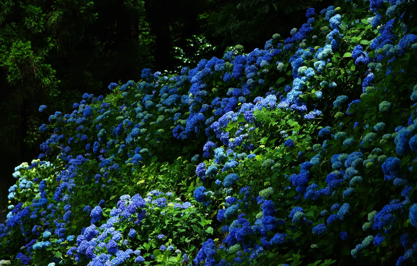 Фото обои зелень, листья, цветы, природа, темный фон, куст, сад, синяя