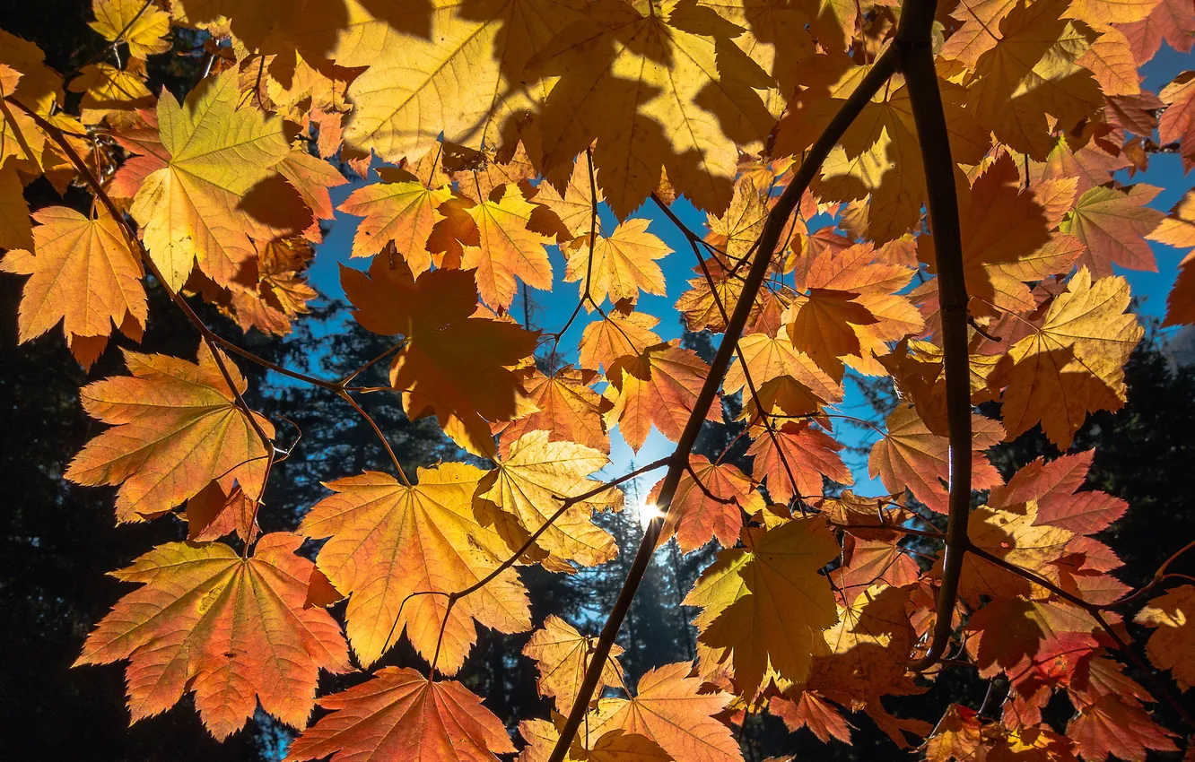 Фото обои осень, небо, листья, деревья, ветка