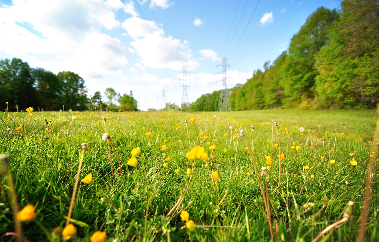 Фото обои поле, лето, небо, трава, цветы, природа, одуванчики