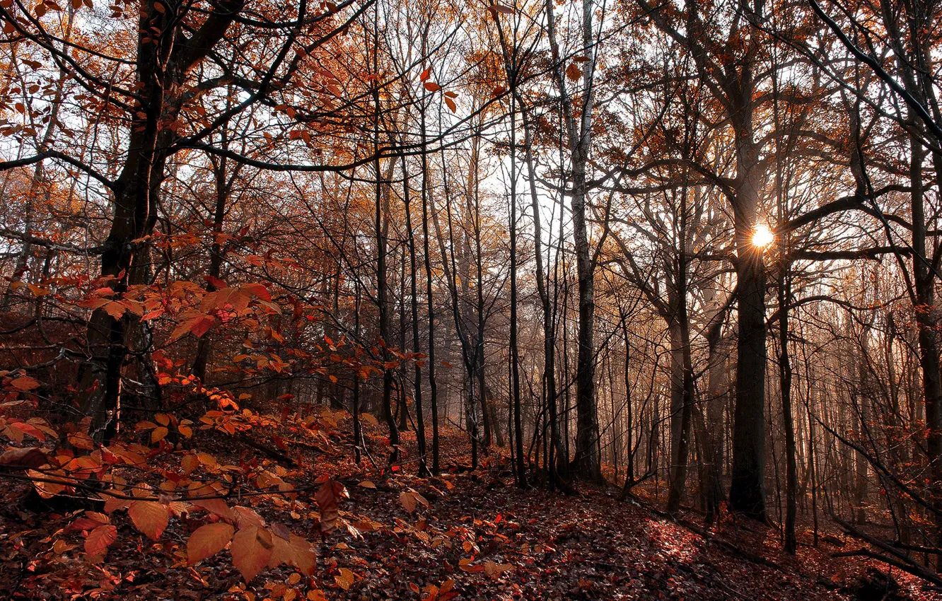 Фото обои лес, листья, солнце, деревья, вечер, forest, trees, leaves