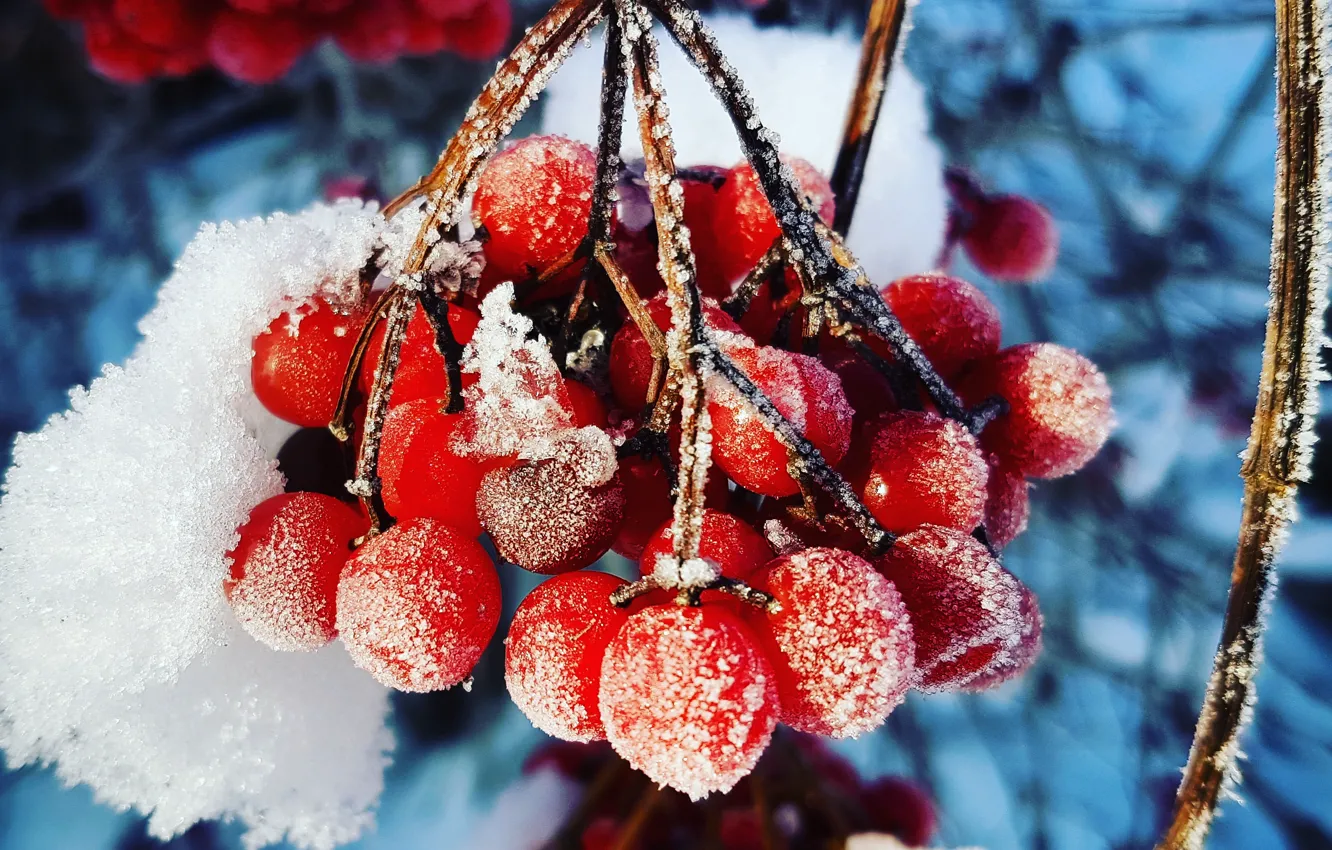 Фото обои ягоды, Макро, Зима, Иней, Калина, Холодно, Гирей, Гулькевичи