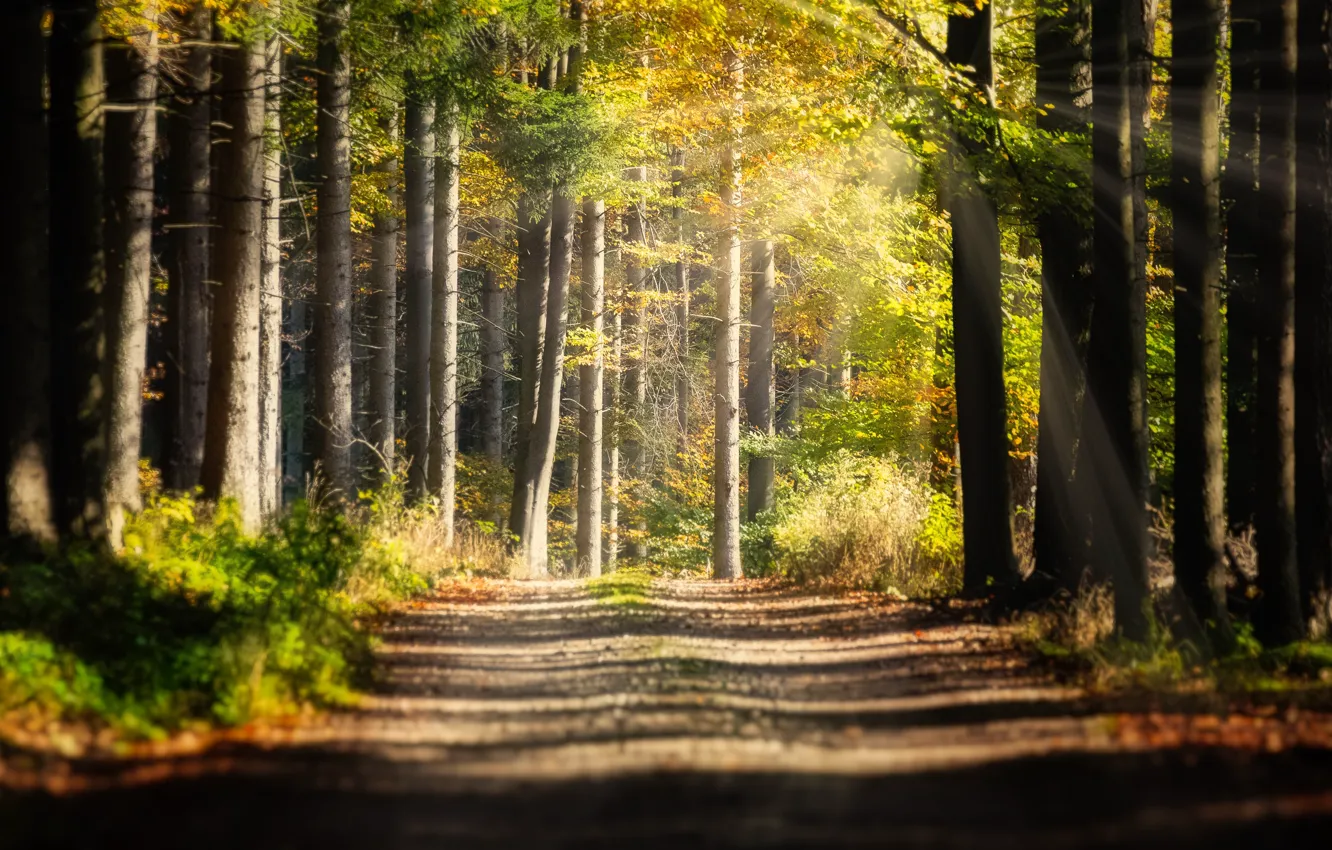Фото обои дорога, осень, лес, свет