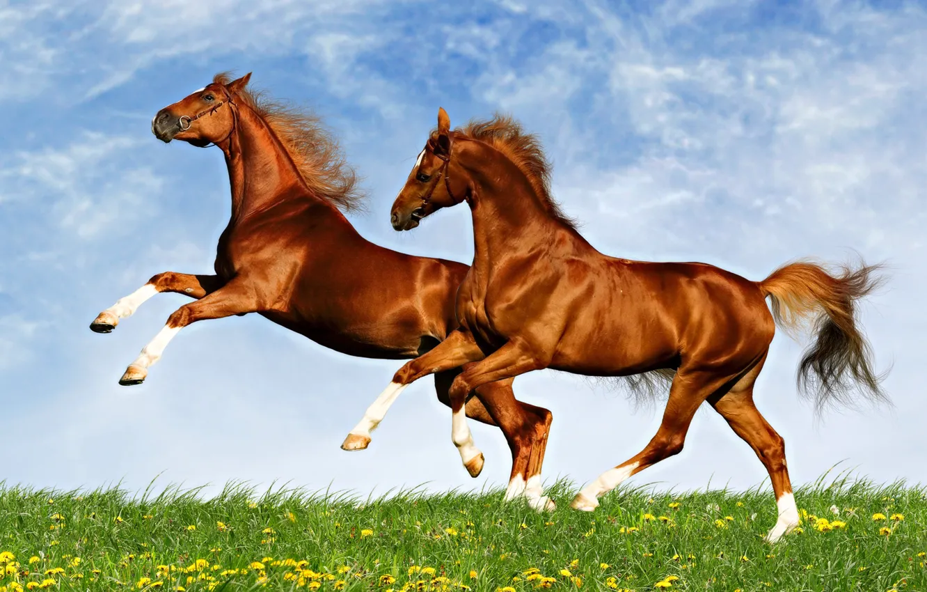 Фото обои поле, животные, небо, лошади