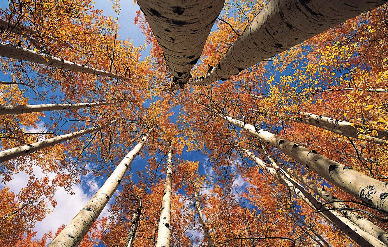 Фото обои осень, небо, листья, деревья, ствол, крона, осина