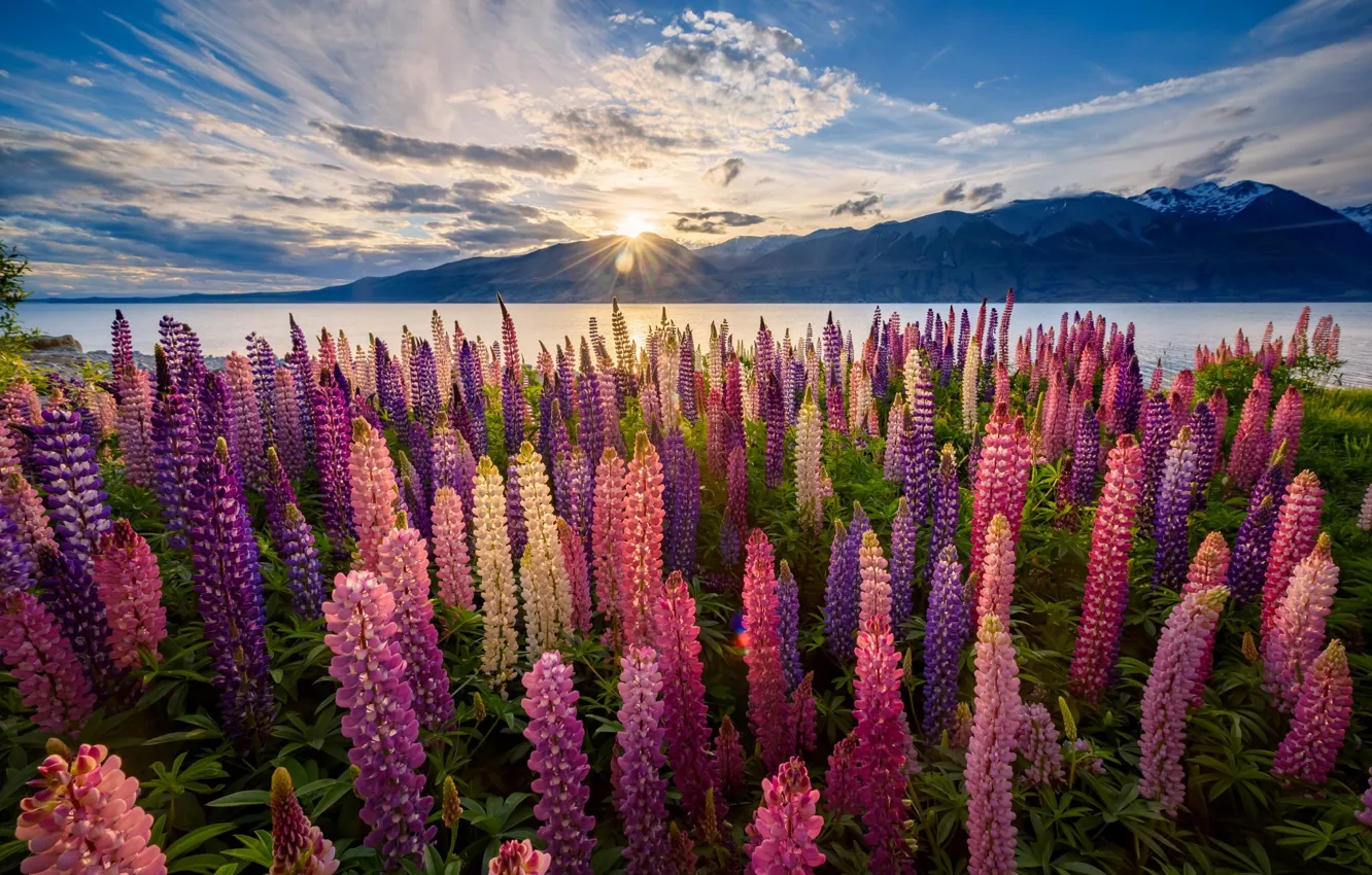 Фото обои солнце, свет, цветы, Новая Зеландия