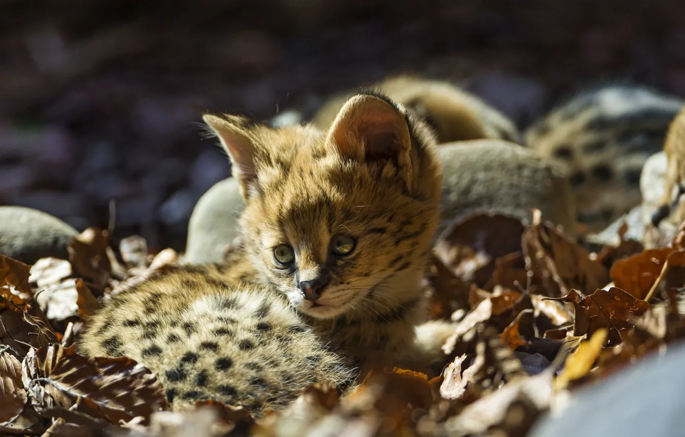 Фото обои кошка, листья, малыш, детёныш, котёнок, сервал, ©Tambako The Jaguar