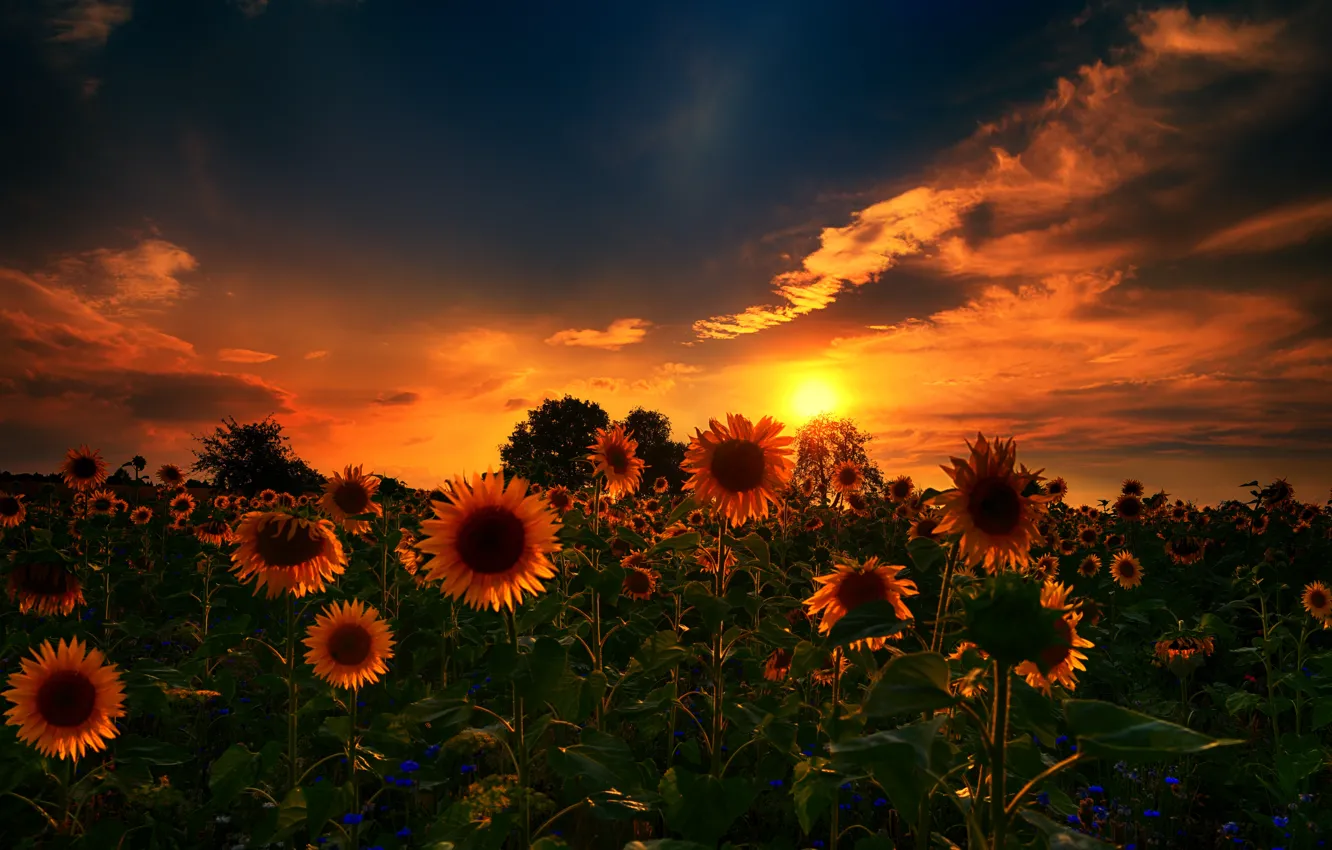 Фото обои природа, sunset, sunflowers