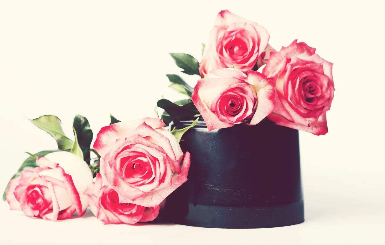 Фото обои цветы, розы, розовые