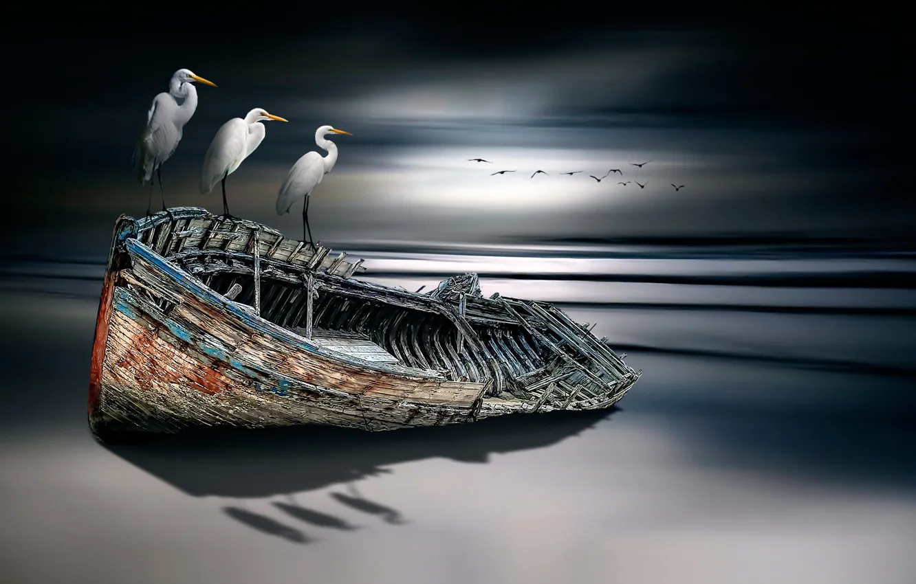 Фото обои птицы, лодка, fine art