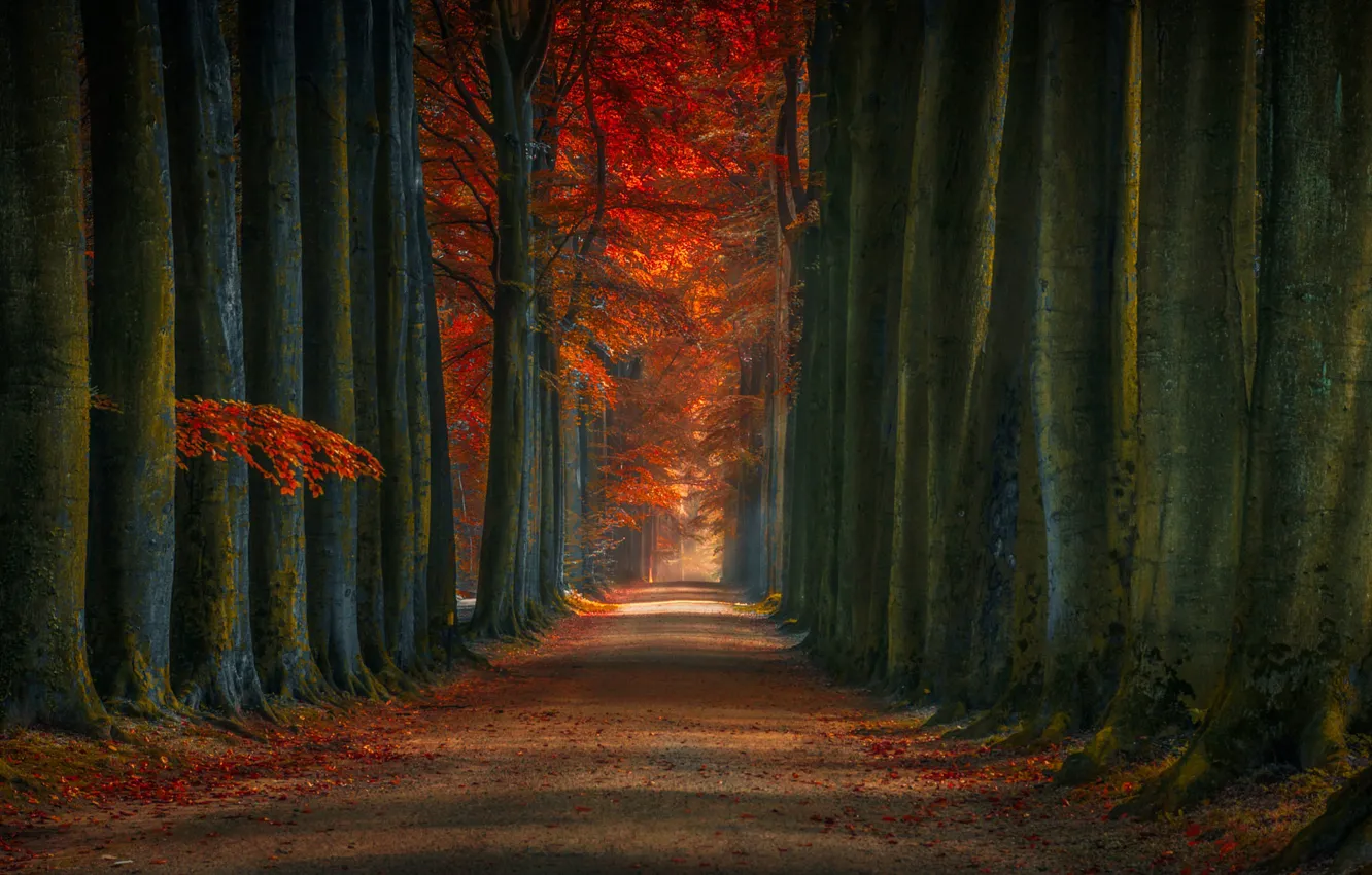 Фото обои осень, лес, листья, деревья, парк, дорожка, аллея