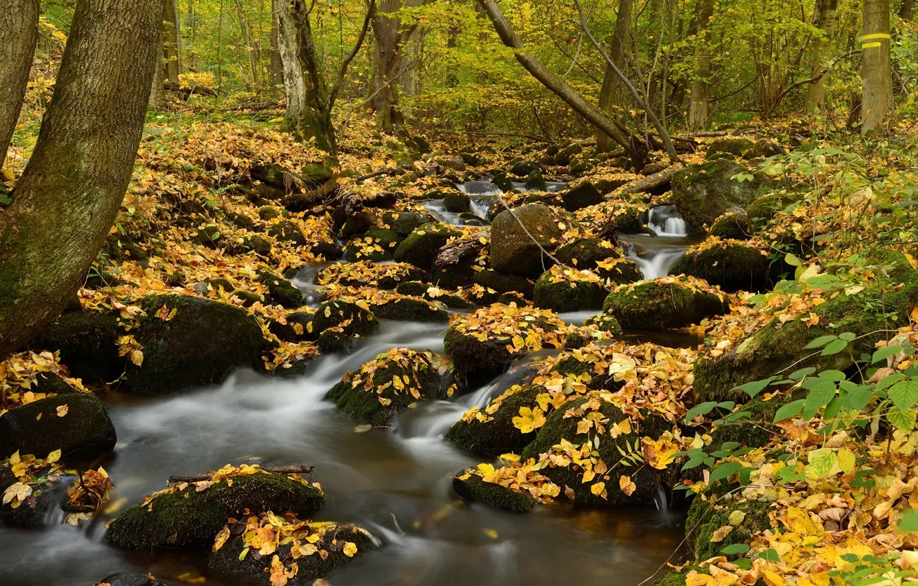 Фото обои осень, лес, ручей, камни, мох