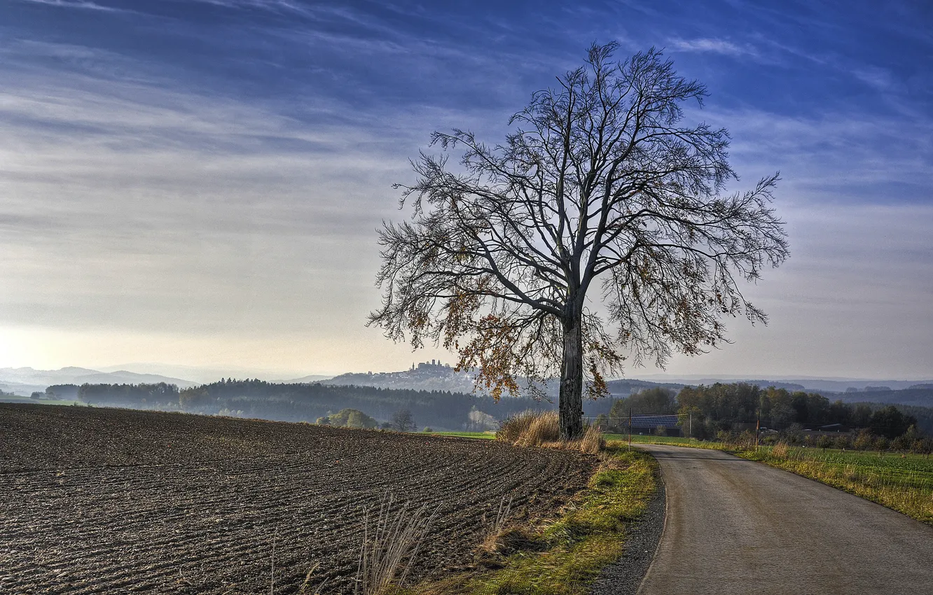 Фото обои дорога, поле, дерево, утро