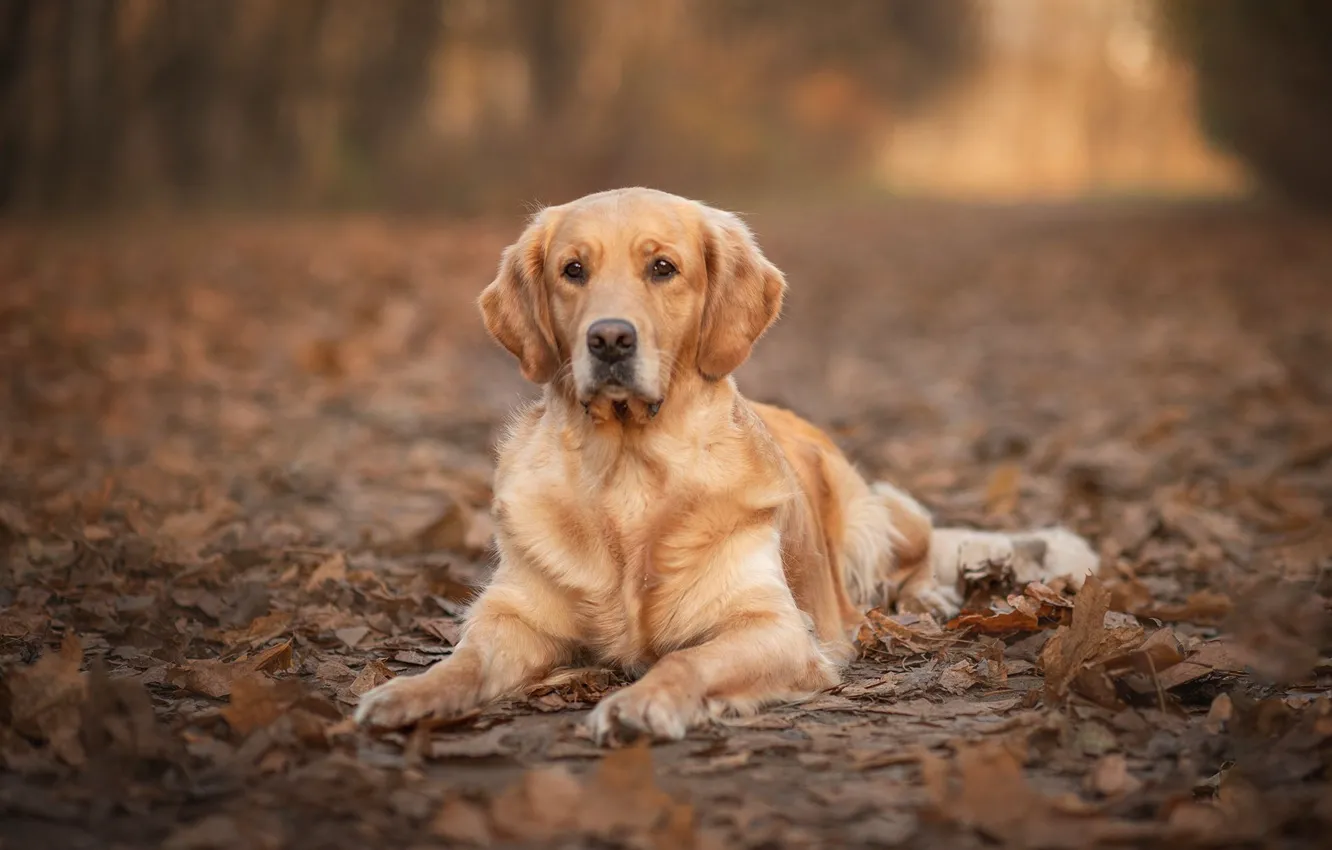 Фото обои осень, взгляд, морда, поза, парк, листва, собака, лежит