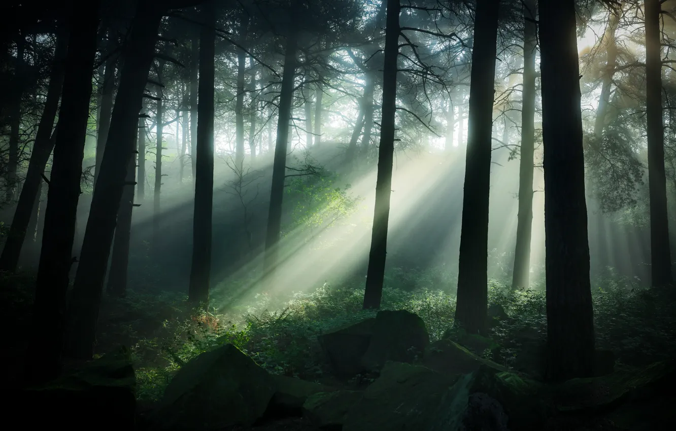 Фото обои лес, трава, деревья, камни, Великобритания, полумрак, лучи солнца, Pinewoods