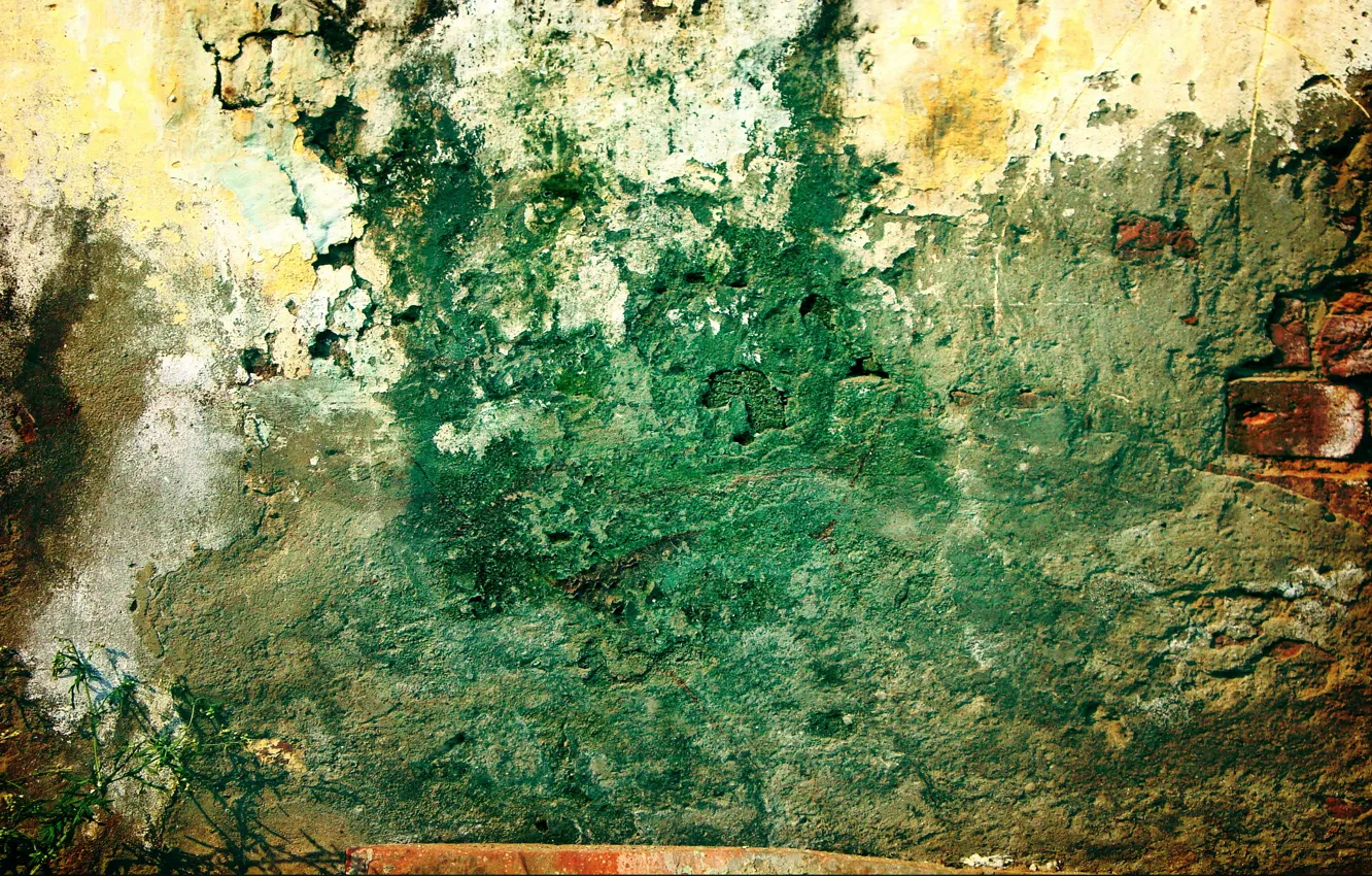 Фото обои green, wall, pattern, grunge, plant, brick, dirty