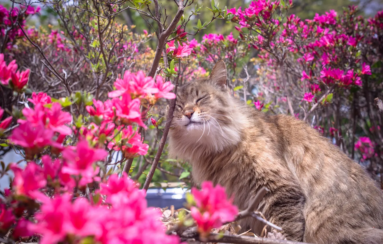 Фото обои кошка, цветы, природа, весна, кусты, рододендрон