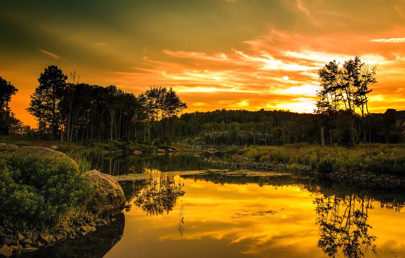 Фото обои лес, закат, озеро, отражение, золотой