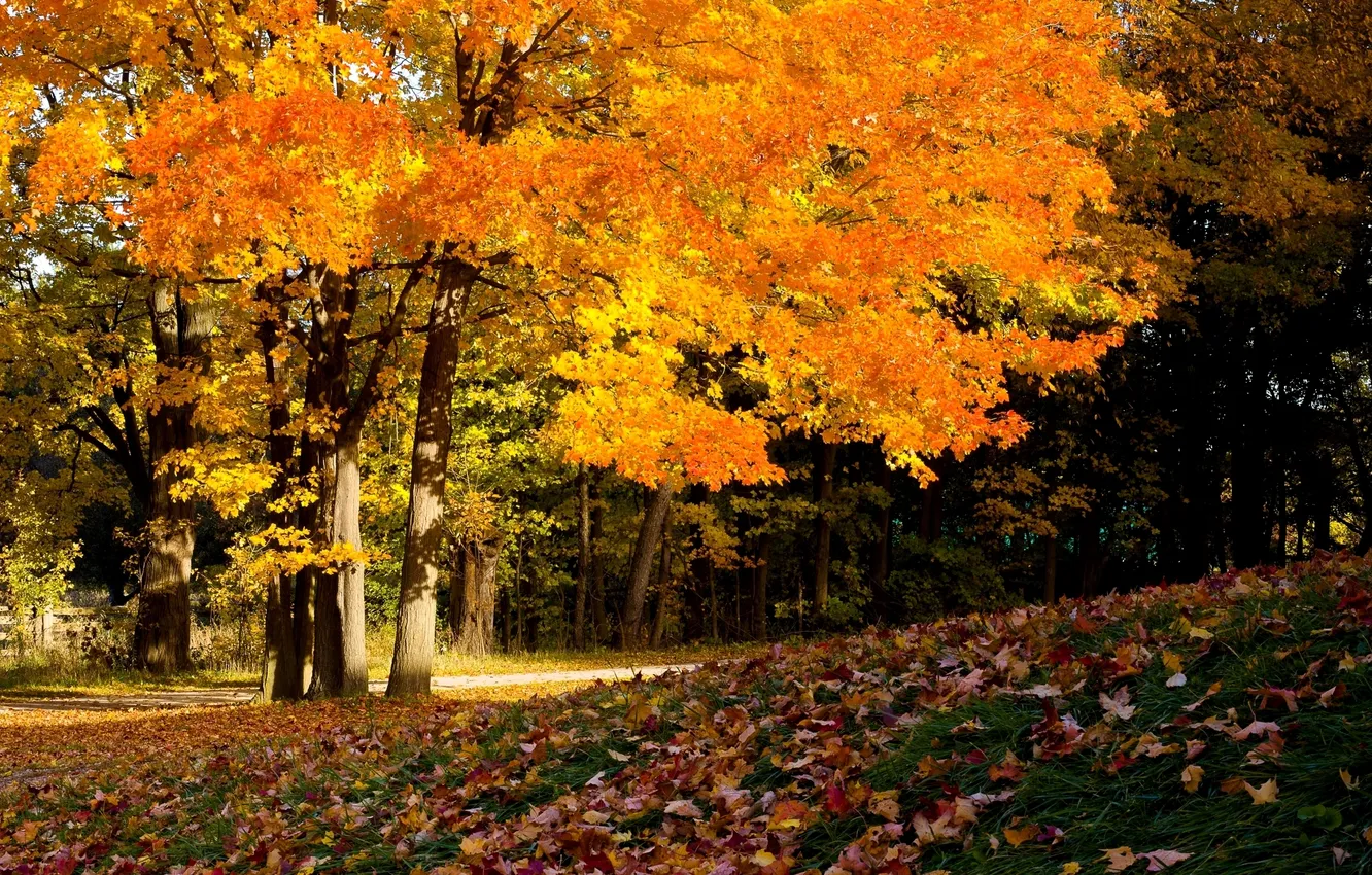 Фото обои листья, деревья, Осень