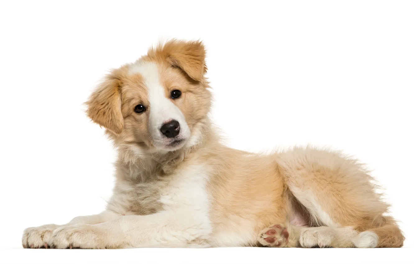 Фото обои border collie, canine, carnivore, color image, canis lupus familiaris