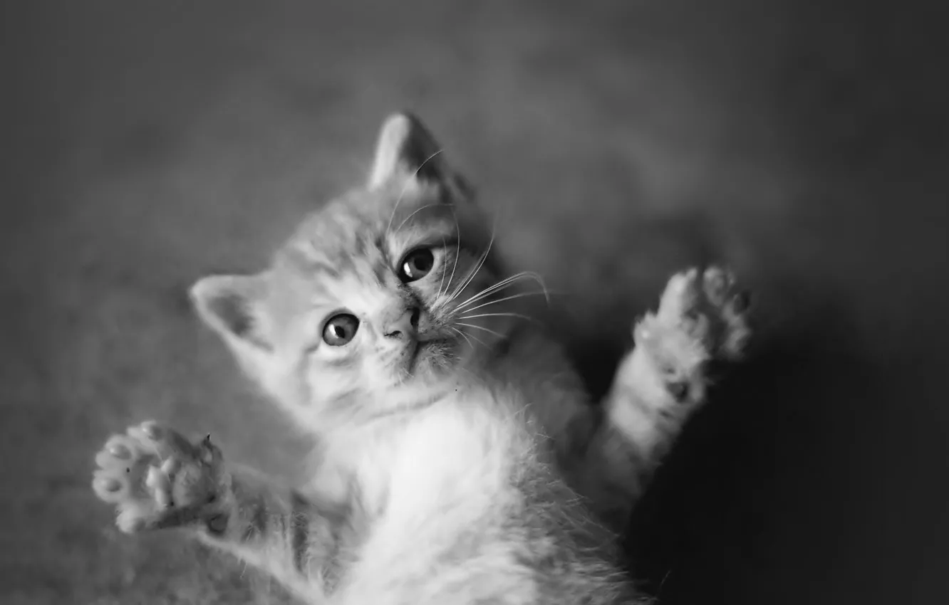Фото обои animals, black and white, cats, cute, kittens