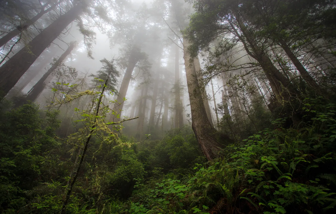 Фото обои лес, деревья, елки, Damnation Creek Trail, Redwood heaven, Northern California