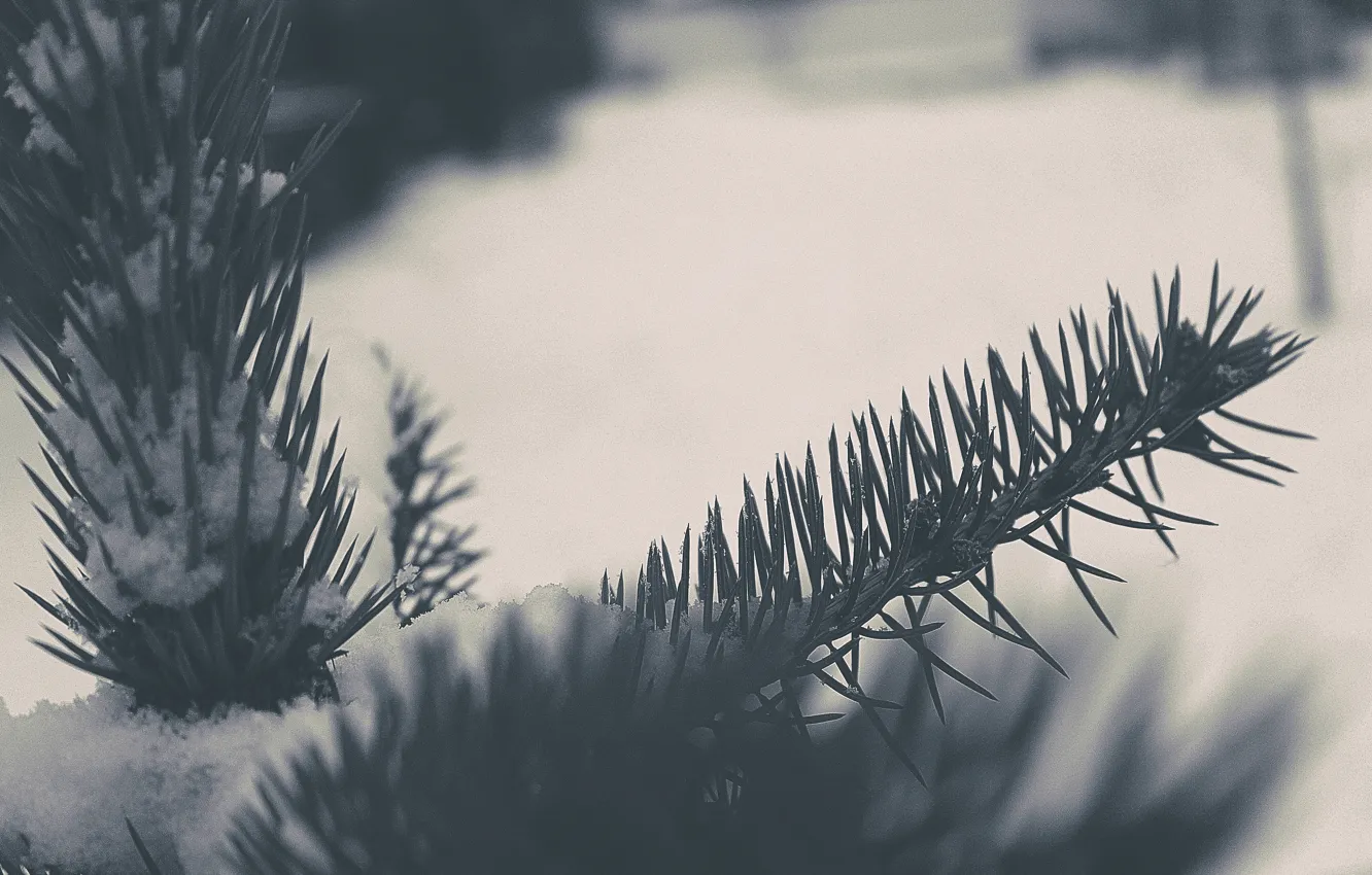 Фото обои зима, макро, снег, дерево, елка
